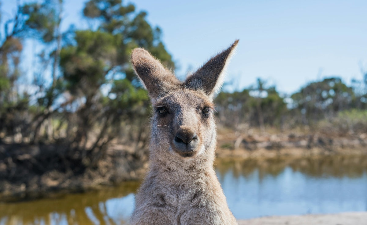 Australian outback animals