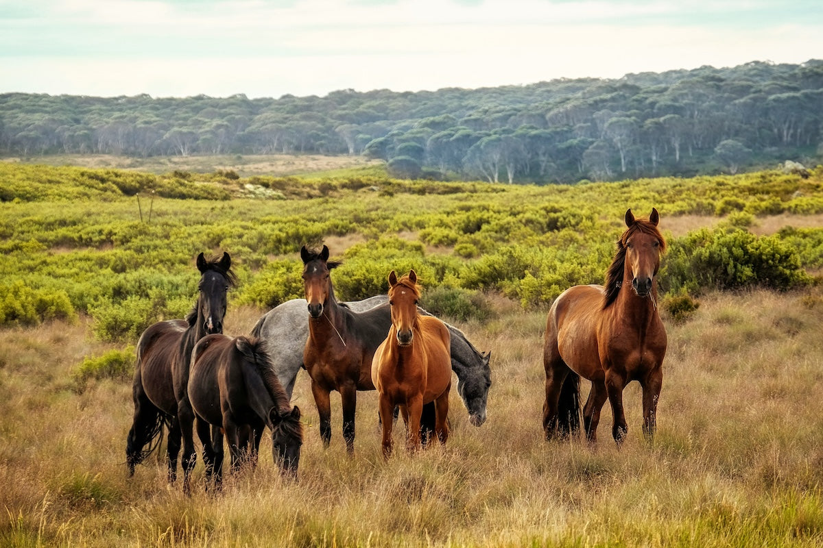 australian horses camping