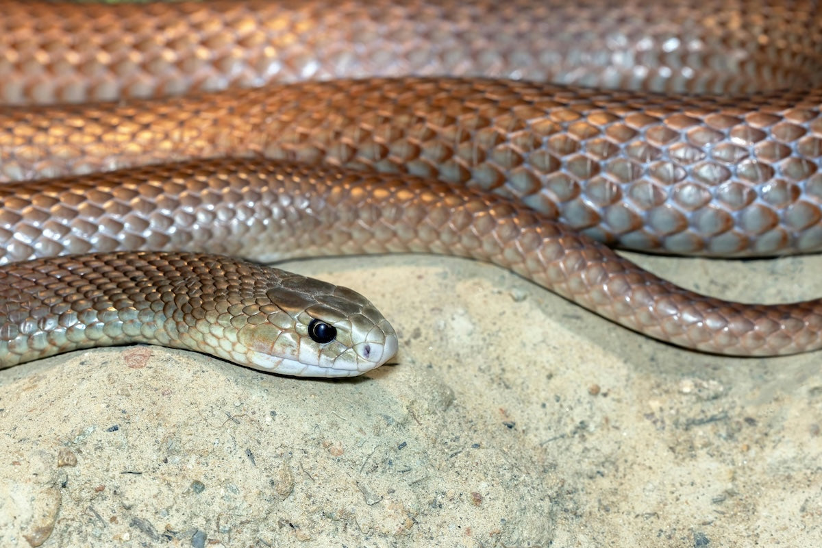 Snakes in Australia: Snake Bite Kits for hikers & campers