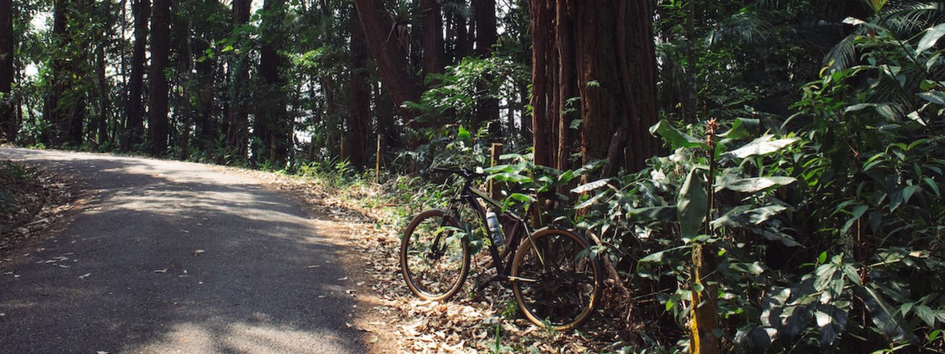 Tamborine mountain hiking guide: trails, tips and gear for your next trip